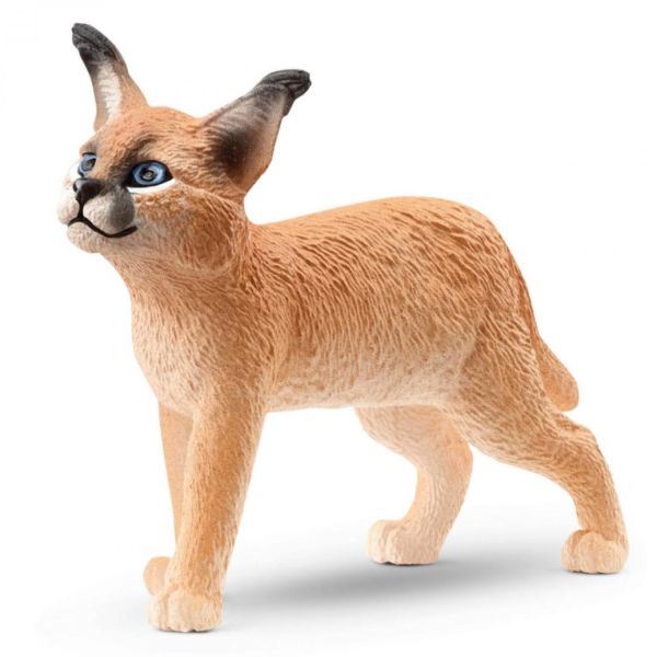 SHL14868 - Junger Caracal - 1