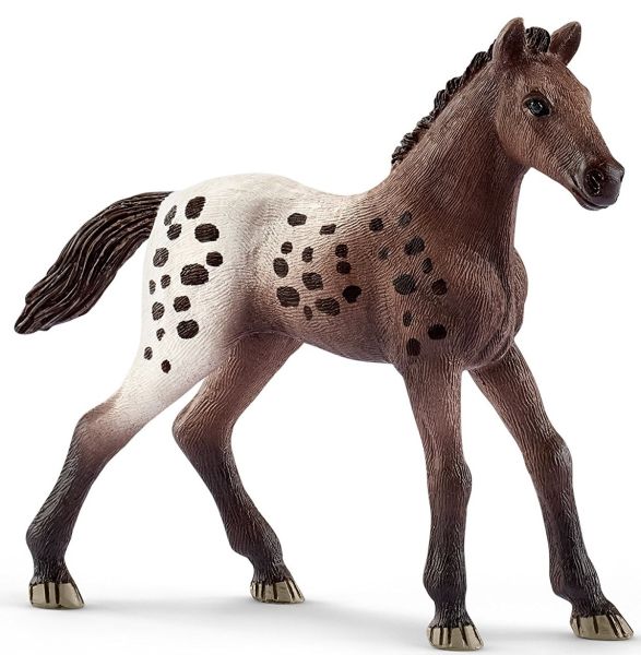 SHL13862 - Appaloosa-Fohlen - 1