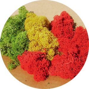 HEK3214 - Lichen farbig sortiert 30g