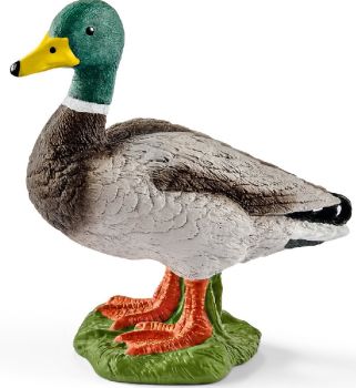 SHL13824 - Ente